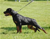 0029 Morris Vom Schwarzbactal VP1