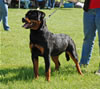 0053 Andros Von Evman P4