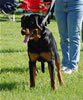 0056 Andros Von Evman P4