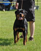 0063 Amp Vom Hause Hudson VP3