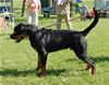0070 Astire Max Vom Hause Hudson P
