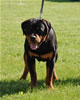 0083 Diesel Vom Flood P