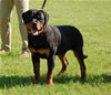 0087 Diesel Vom Flood P