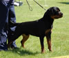 0118 Fernando Von Herrschaft P