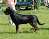 0130 Barron Vom Hause Kelleman P4