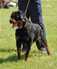 0133 VP1 And Best Male Puppy