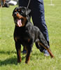 0134 VP1 And Best Male Puppy