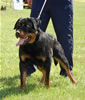 0135 VP1 And Best Male Puppy