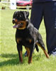 0137 VP1 And Best Male Puppy