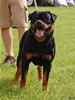 0810 Warlord Erwin Rommel Von Z Max V1