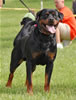 0819 Dooley Von Stolzenfurst V2