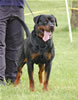0824 Dooley Von Stolzenfurst V2
