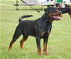 0827 Dooley Von Stolzenfurst V2