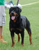 0839 Balou Vom Schindler G
