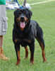 0840 Balou Vom Schindler G