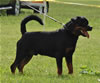 0860 Warlord Erwin Rommel Von Z Max V1