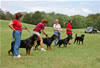 0172 Djuke Vom Vilstaler Land Stud Dog Class