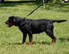 0174 Laika Vom Schwarzen Eis NP3