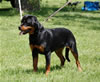 0215 Addie Vom Hause Hudson VP1