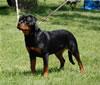 0217 Addie Vom Hause Hudson VP1