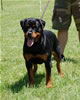 0221 Addie Vom Hause Hudson VP1