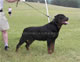 CHAMPION MALE: 2100 1964
