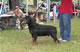 CHAMPION MALE: 2100 1981