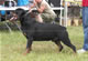 CHAMPION MALE: 2100 1984