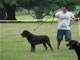 CHAMPION MALE: 2100 1998