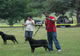 CHAMPION MALE: 2100 1999