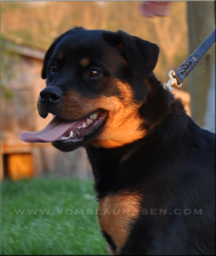 Zita vom Blaurasen | Sire: Muck vom Blaurasen | Dam: Oxana vom Blaurasen