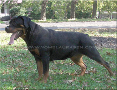 Gesta vom Blaurasen | Sire: Zurrotts Luka vom Blaurasen  Dam: Zurrotts Banja