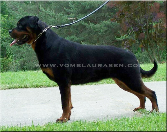 Jiny vom Hause Sommer | Sire: Gizmo von der Bleichstrasse Dam: Jade von hause Sommer