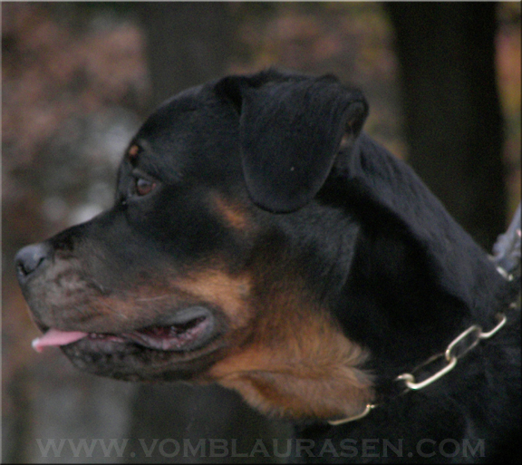 Joy - Ramzes Crni Lotos daughter
