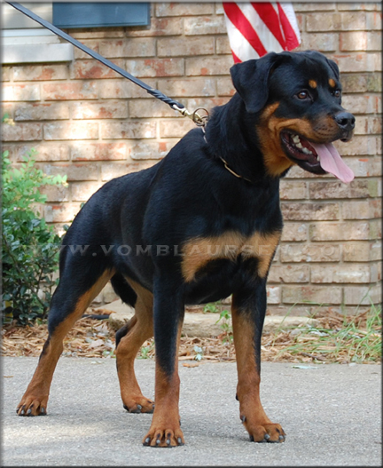 Lilly vom Blaurasen   |   Sire: Quincy vom Plotzschgrund   Dam: Meggi von Herrschaft
