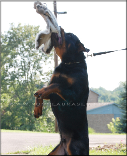 Luke vom Blaurasen | Sire: Quincy vom Plotzschgrund Dam: Meggi von Herrschaft