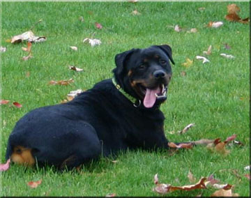 ENYE VOM BLAURASEN | rottweilers