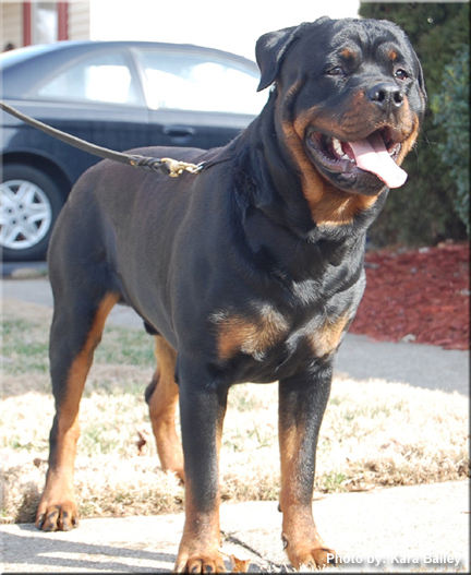 Jager aka "Kane" at 14 1/2 months old