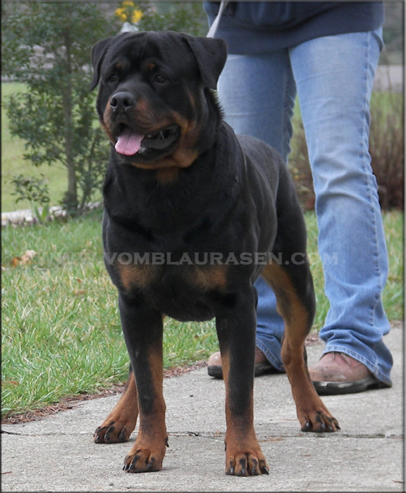 Jager vom Blaurasen - pictured at 16 months