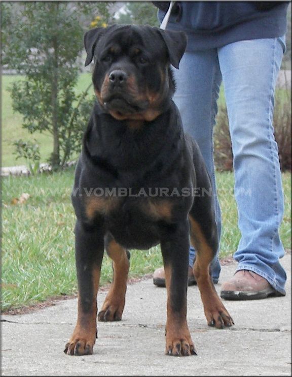 Jager vom Blaurasen - rottweiler male