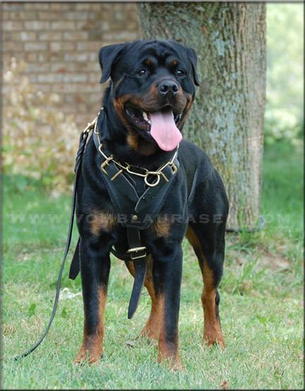 Jager vom Blaurasen | rottweilers