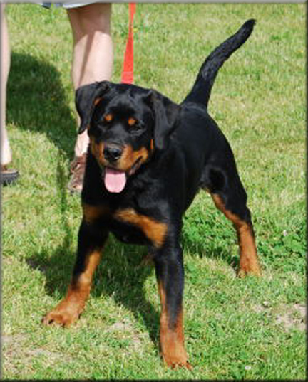 Lancelot vom Blaurasen   |    |  rottweilers  |   Sire: Quincy vom Plotzschgrund  |   Dam: Meggi von Herrschaft