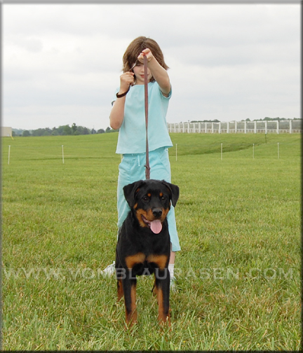 Lyric vom Blaurasen   |    |  rottweilers  |   Sire: Quincy vom Plotzschgrund  |   Dam: Meggi von Herrschaft