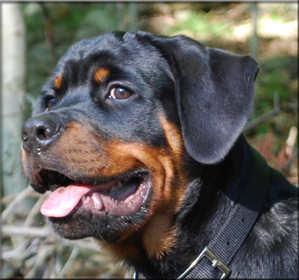 MEMPHIS VOM BLAURASEN  |  Sire: Flash vom Blaurasen  |  Dam: Jiny von Hause Sommer   |  rottweilers