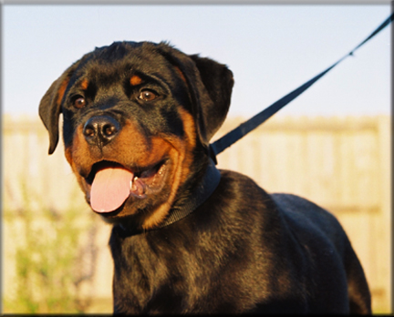 MIKAH VOM BLAURASEN  |  Sire: Flash vom Blaurasen  |  Dam: Jiny von Hause Sommer   |  rottweilers