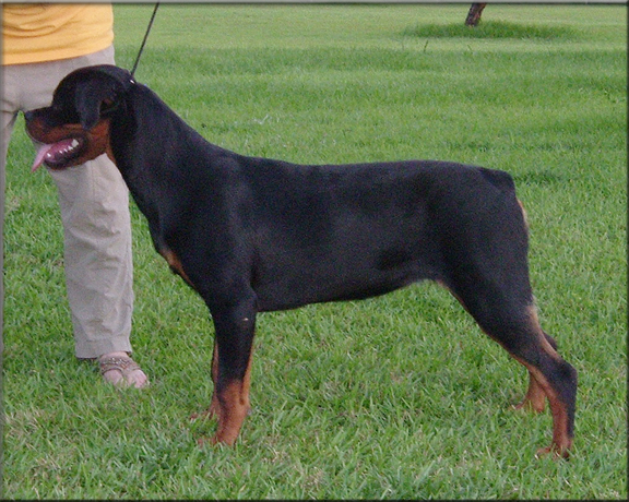 Reena vom Blaurasen, rottweiler female