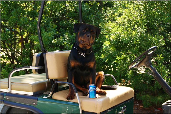 rottweilers