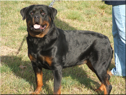 Inkaraz vom Blaurasen  |  rottweilers