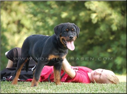 MARA VOM BLAURASEN  |  Sire: Flash vom Blaurasen  |  Dam: Jiny von Hause Sommer   |  rottweilers
