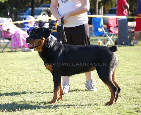 AIRK National Sieger Show 2008 | Show Photo's | Rottweiler Photography